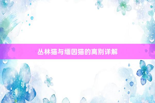 丛林猫与缅因猫的离别详解